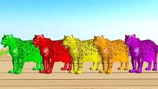 Animals Bathing In Color Water Funny Animation - Paint Animal Jaguar Wild Animals Videos