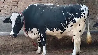 Friesian chulstani cross cow for sale in Pakistan | 17/01/2026