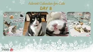 Advent Calendar for Cats Dein Bestes  2021: DAY 8