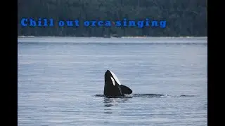 Beautiful Killer Whale (Orca) Sounds For Calming