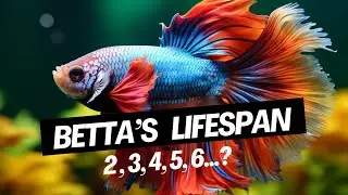 How Long Do Bettas Live? Secrets to a Longer Lifespan
