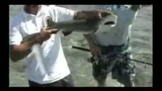 A Pescar pura pesca Cut 73