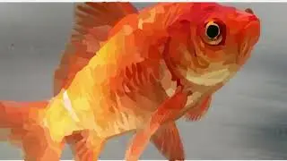 Goldfish Blockshade Timelapse