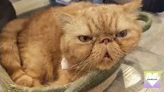 Caturday Cat Cafe Bangkok