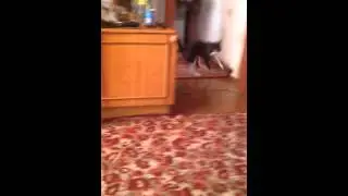 Котэ ушатался об дверь