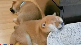 Pls lemme Speeper