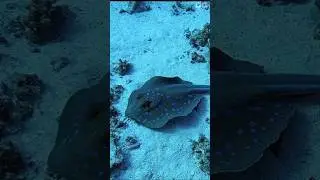 Underwater Peace 🐠💙 | Relaxing Fish View #shorts