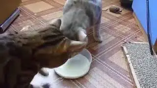 Zwei Katzen die sich um die Milch streiten.