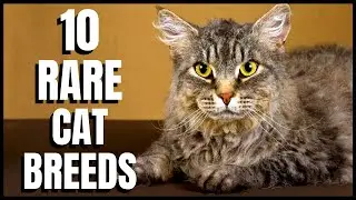 10 Rare Cat Breeds