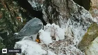 amazing perigine falcon and their beutifull cheeks