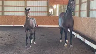 Dion MPT 2024 Gold Medal Filly
