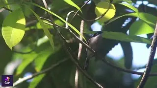 Bar-winged Flycatcher-shrike Bird: Rare Sightings, Behavior in its Natural Habitat | Hemipus picatus