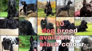 TOP 10 BLACK DOG BREED  EASY AVAILABLE IN INDIA || information || shanu pets and farm