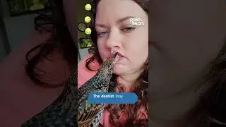 Pet Starling Bird Playfully Pecks on Owner's Face