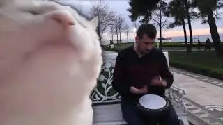 Cat Vibing To Ievan Polkka - Cat Vibing To Music | Cat Vibing Meme