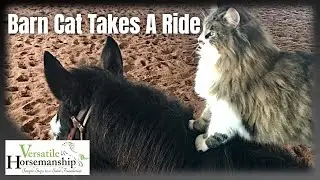 BARN CAT TAKES A RIDE // Versatile Horsemanship