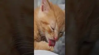 Heart Melting Kittens #kitty #kitten #cat #cute #catlover #shorts #reels #trending