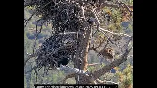 Juvenile Red shouldered Hawk and two ravens 03.09.2025 @FOBBVCAM