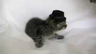 Cat Slaps Kitten's Hat Off