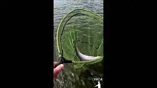 Fly Fishing at Wimbleball with the Dry Fly - Hawthorn #Shorts @WestCountryAngler