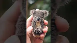 Cute Baby Koala! So Tiny!!!