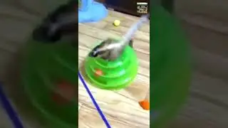 Adorable Cat and Dog Duo Comedy & Cuteness Overload #AnimalJoy #CuteAnimalShorts #PetsAreLife #funny