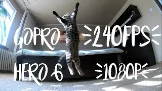 Gopro HERO6 Замедленное движение CAT прыгает [1080p] 240FPS RAW