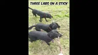 Three Black Labs on a Stick #blacklab