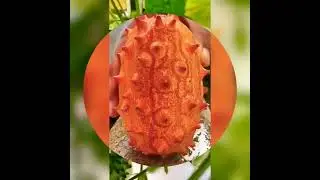 Buah Kiwano (African Horned Cucumber)