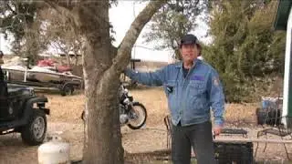 All About Spanish Oak Trees