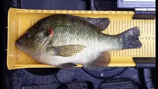 How to catch big Sunfish !