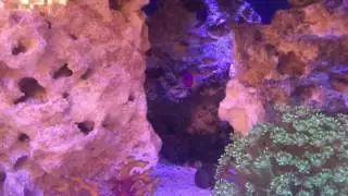 Royal Dottyback