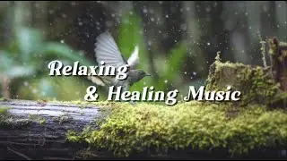 Relaxing Music for Sleep & Focus | Calm Your Mind, Study with Black-tailed Leaftossers