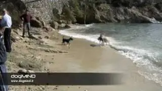 Una Domenica da Cani - DOGMIND