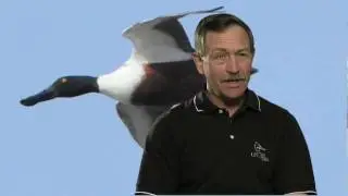 Fly-By: Northern Shoveler