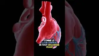 🖥️ Comprendre le R&ocirc;le Essentiel des Serveurs : Devenez un Expert en R&eacute;seau 🌐