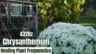 Chrysanthemum Theta Waves &ndash; Plant Music in 432 Hz for Deep Meditation and Healing