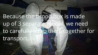 The Saving of Hive 