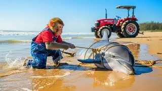 Monkey Farmer Bobby Helps Stranded Dolphin Return to Ocean | Bobby Farm