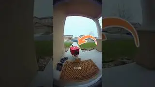 Unexpected Animal Delivery #animals #funny  #shorts
