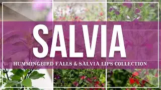 Salvia | Hummingbird & Salvia Lips Collection