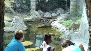 Fiona the Panamanian jaguar makes Palm Beach Zoo debut