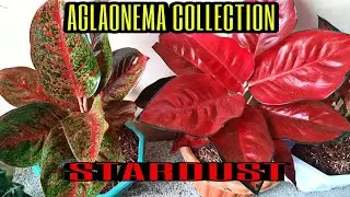 AGLAONEMA COLLECTION STARDUST / INDOOR PLANT