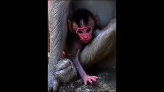 Adorable Wildlife 2026 #wildlifeentertainment #babymonkeys #entertaininganimals #animals #animallife