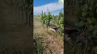Hydraulic Shoot Remover & UnderVine Weeder || For Vineyards || Made By Arrizza Srl Italy || #weeding