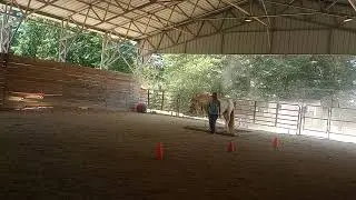 Envision Gypsy Vanner Stallion Trail at Liberty practice
