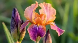 Grow African Iris Everywhere - Even in Cold Climates