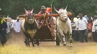Powerful stud bulls running show at Asoga बैलगाडा शर्यत