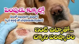 ఇంట్లోనే మన పెంపుడు కుక్కలకి చర్మసమస్యలకి ఇంటి చిట్కా #dogskincare #helthtips #petcaretips