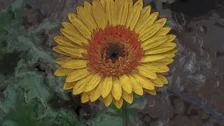 Cultivo de Gerbera (Floricultura)